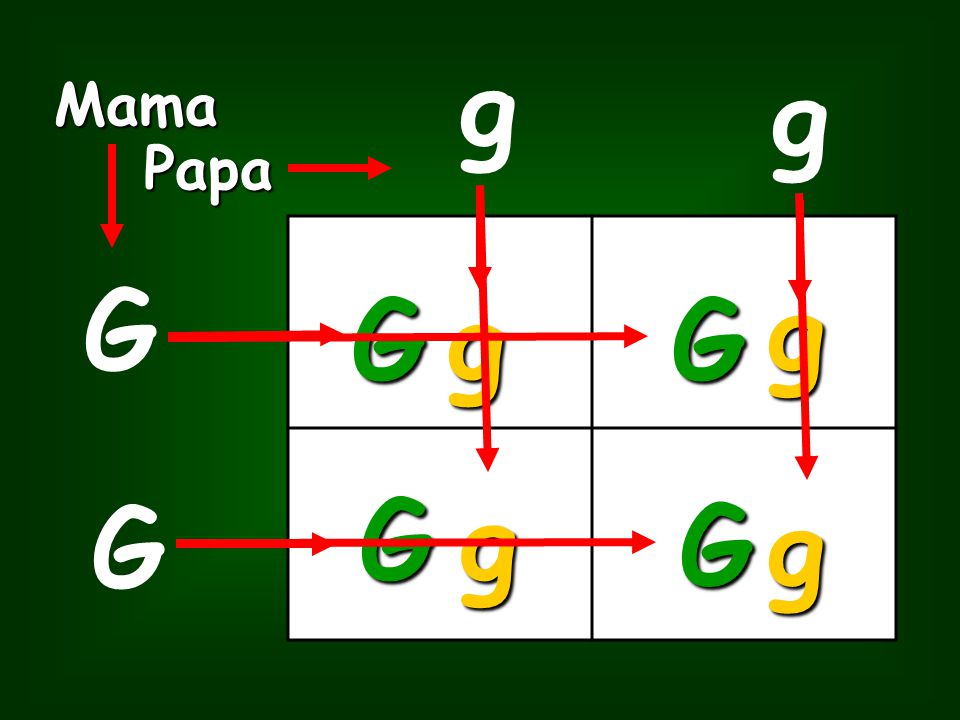 g g Mama Papa G g G g G G g G G g