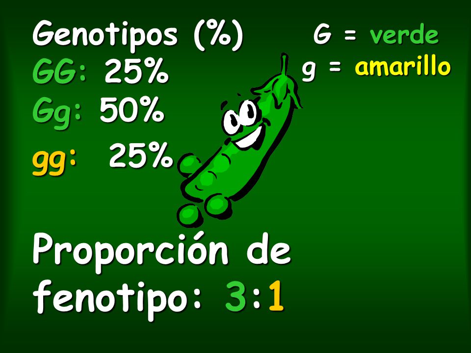 Genotipos (%) GG: 25% Gg: 50% gg: 25% Proporción de fenotipo: 3:1