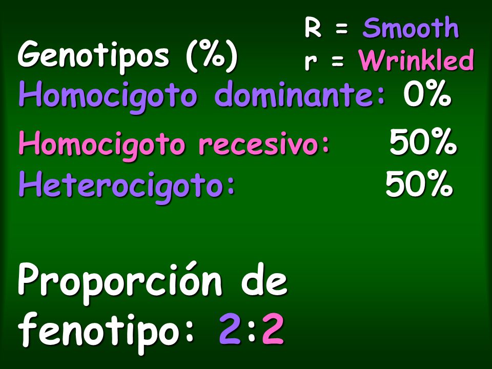 R = Smooth r = Wrinkled Genotipos (%) Homocigoto dominante: 0% Homocigoto recesivo: 50% Heterocigoto: 50% Proporción de fenotipo: 2:2.