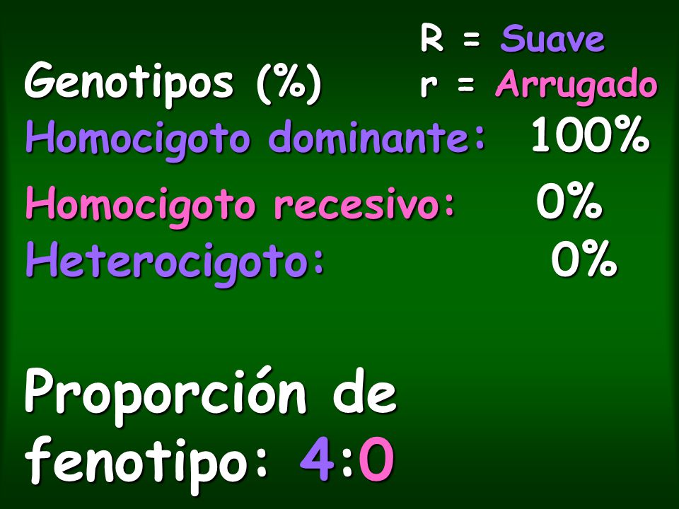 R = Suave r = Arrugado Genotipos (%) Homocigoto dominante: 100% Homocigoto recesivo: 0% Heterocigoto: 0% Proporción de fenotipo: 4:0.