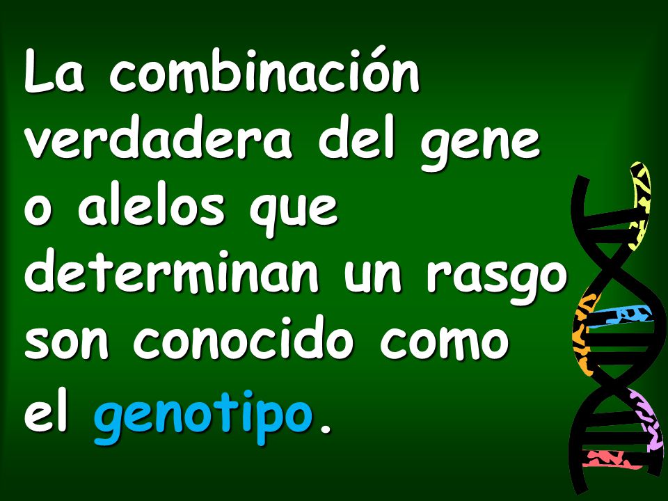 La combinación verdadera del gene o alelos que determinan un rasgo son conocido como el genotipo.