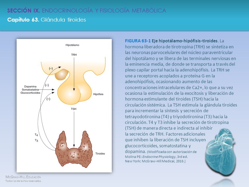 FIGURA 63-1 Eje hipotálamo-hipófisis-tiroides