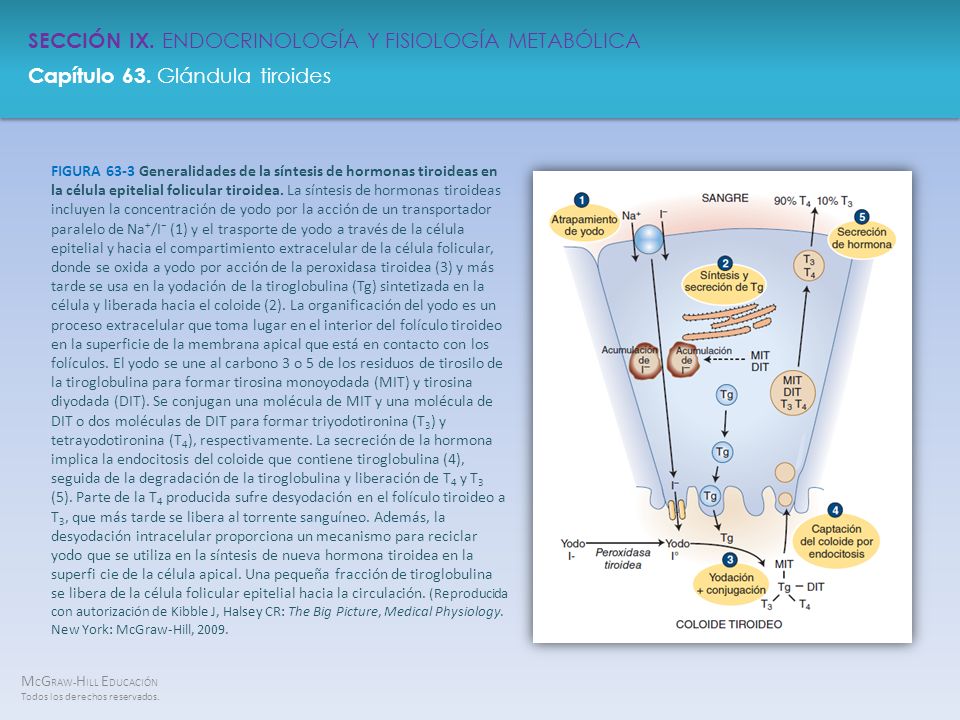 FIGURA 63-3 Generalidades de la síntesis de hormonas tiroideas en la célula epitelial folicular tiroidea.