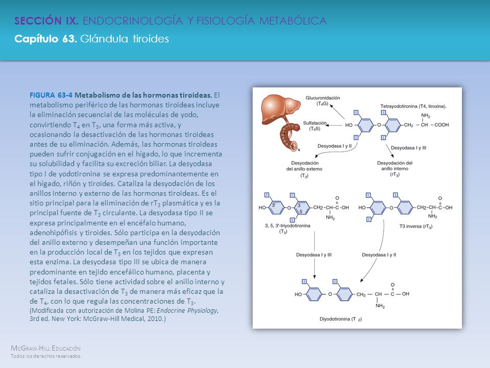 FIGURA 63-4 Metabolismo de las hormonas tiroideas