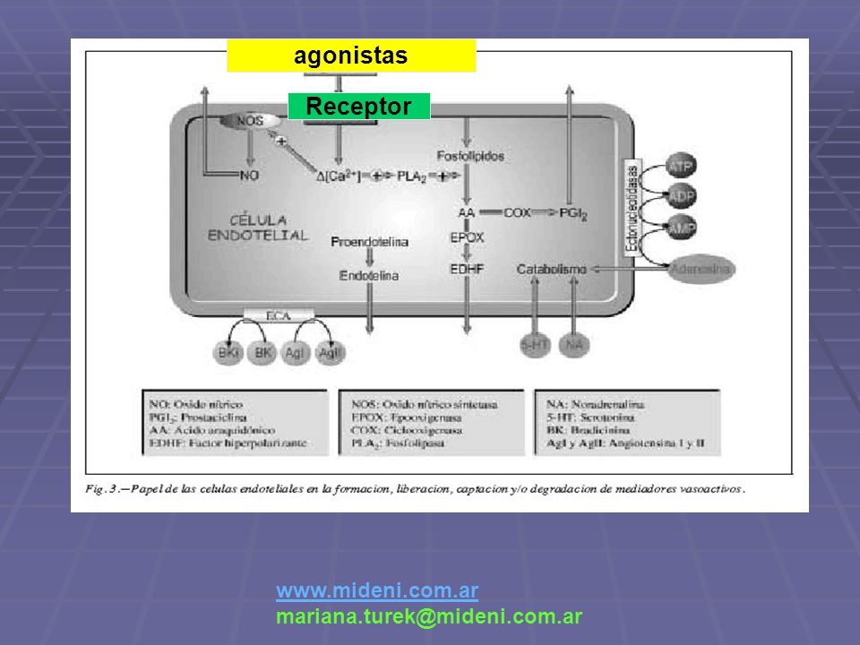 agonistas Receptor