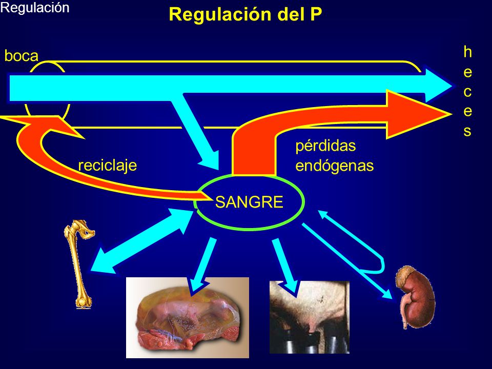 Regulación del P h e c e s boca pérdidas endógenas reciclaje SANGRE