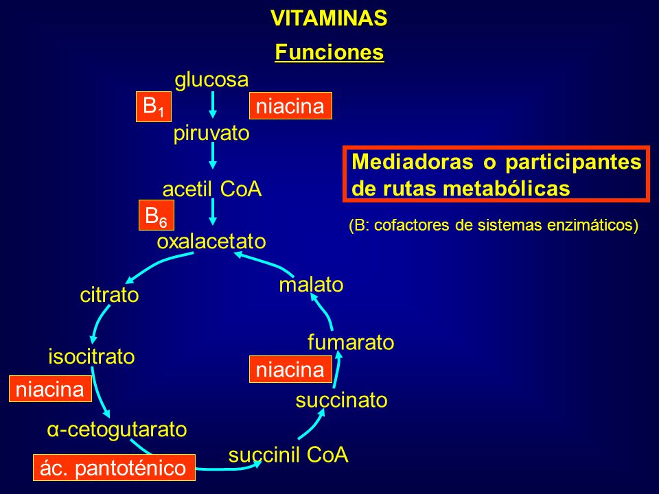 Mediadoras o participantes de rutas metabólicas acetil CoA B6