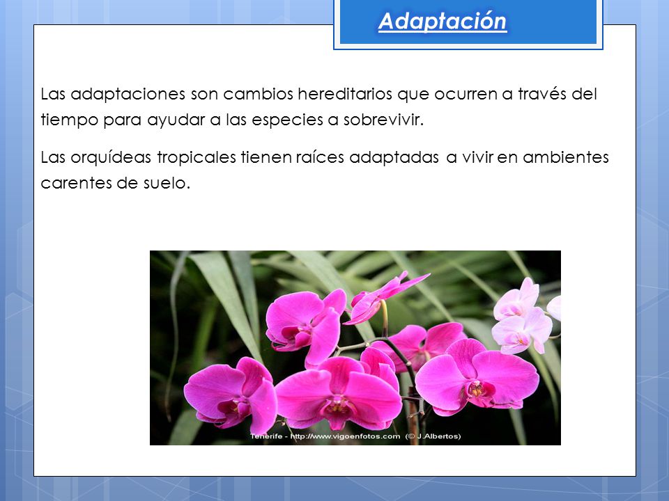Adaptación Las adaptaciones son cambios hereditarios que ocurren a través del tiempo para ayudar a las especies a sobrevivir.