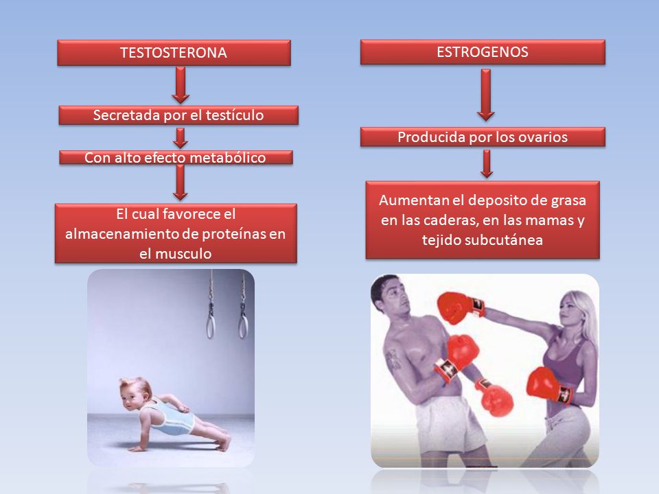 Secretada por el testículo Producida por los ovarios