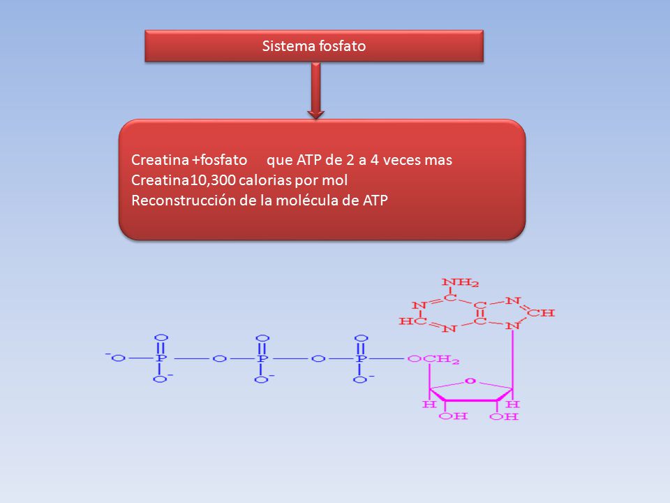 Sistema fosfato Creatina +fosfato que ATP de 2 a 4 veces mas. Creatina10,300 calorias por mol.