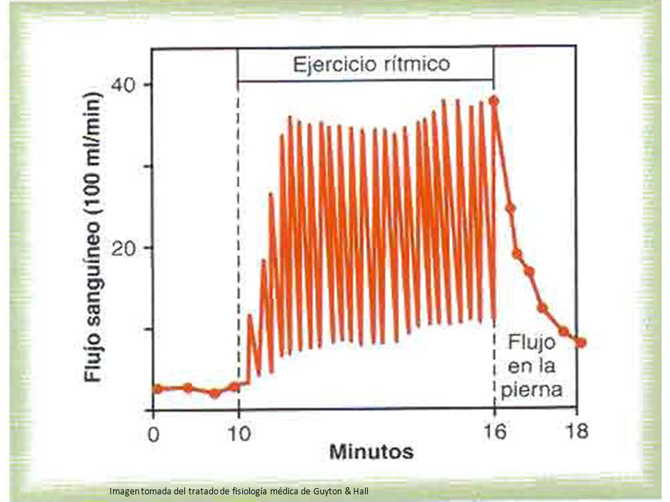 Imagen tomada del tratado de fisiología médica de Guyton & Hall