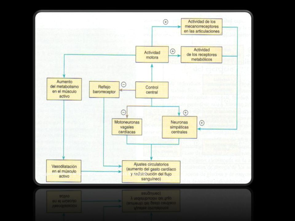 Imagen tomada de la Fisiología Humana de Pocock & Richards