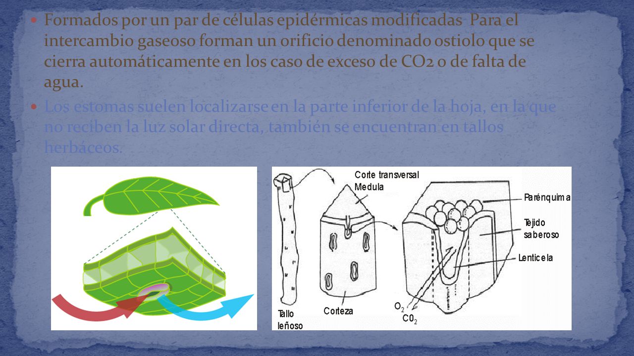 Formados por un par de células epidérmicas modificadas Para el intercambio gaseoso forman un orificio denominado ostiolo que se cierra automáticamente en los caso de exceso de CO2 o de falta de agua.