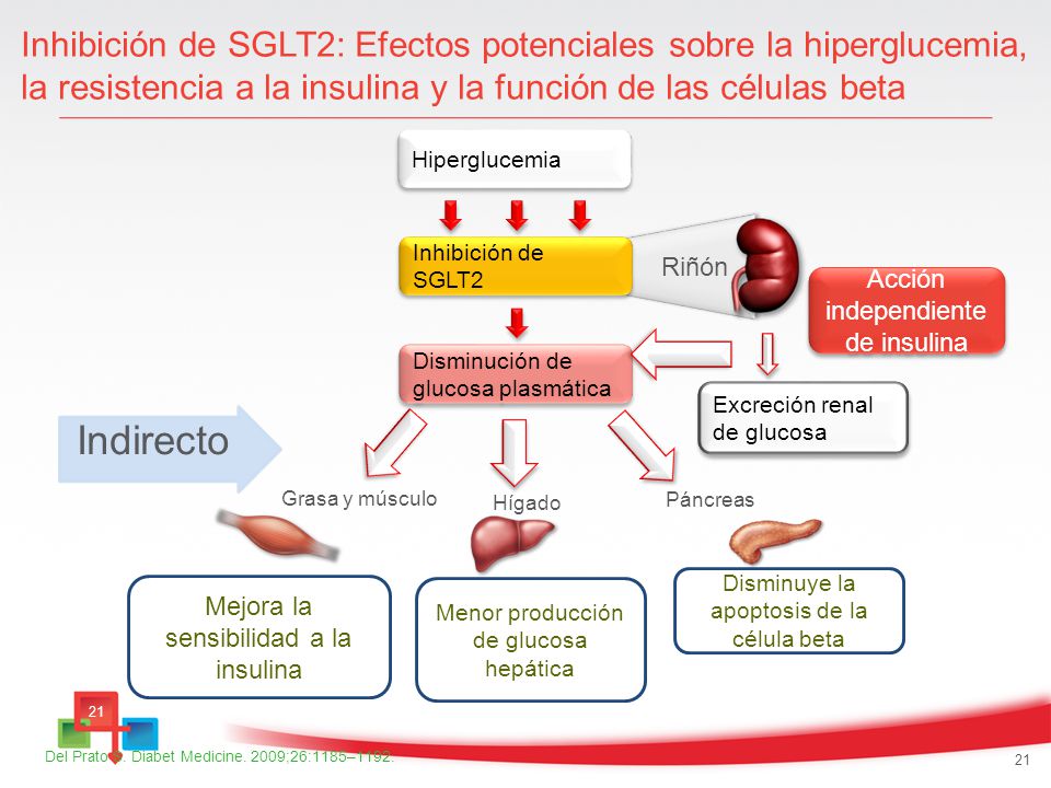 Inhibición de SGLT2: Efectos potenciales sobre la hiperglucemia, la resistencia a la insulina y la función de las células beta