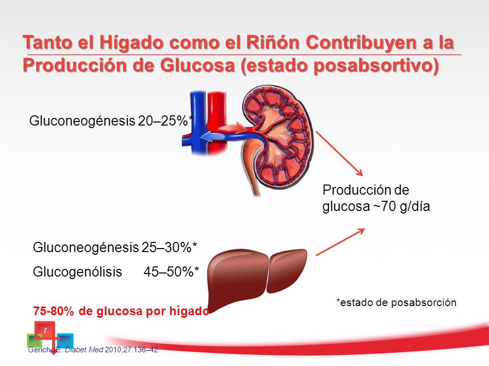 Tanto el Hígado como el Riñón Contribuyen a la Producción de Glucosa (estado posabsortivo)
