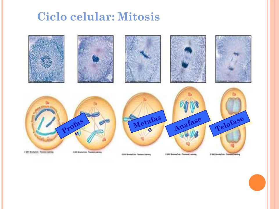 Ciclo celular: Mitosis