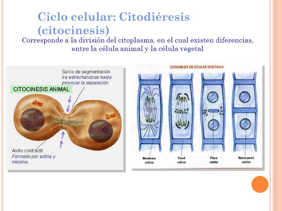 Ciclo celular: Citodiéresis (citocinesis)
