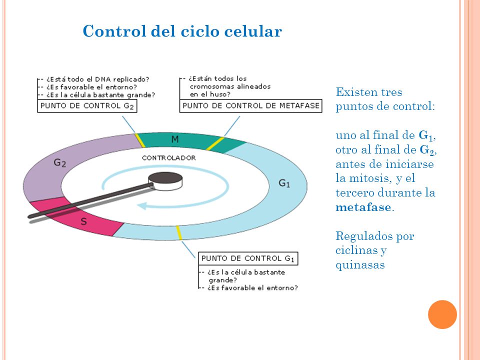 Control del ciclo celular