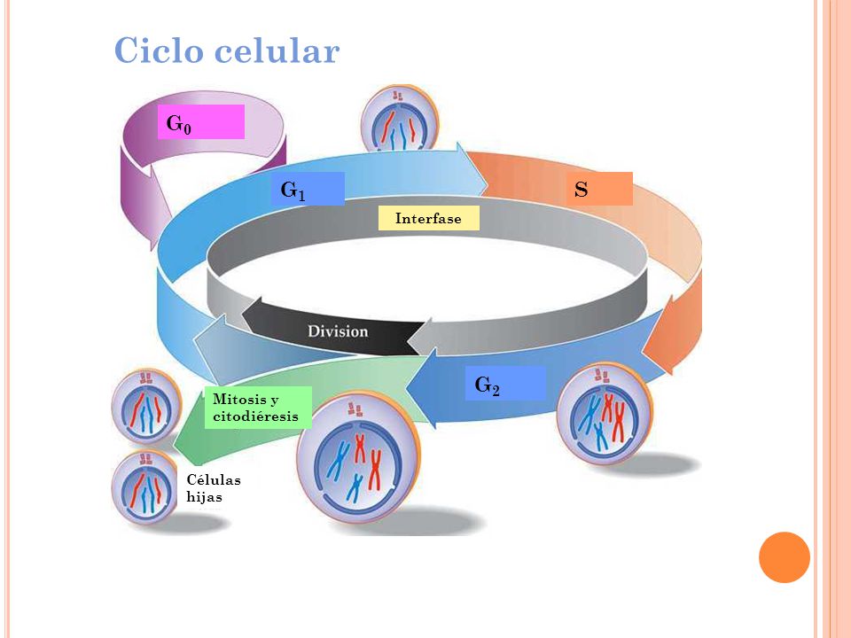 Ciclo celular G0 G1 S G2 Interfase Mitosis y citodiéresis