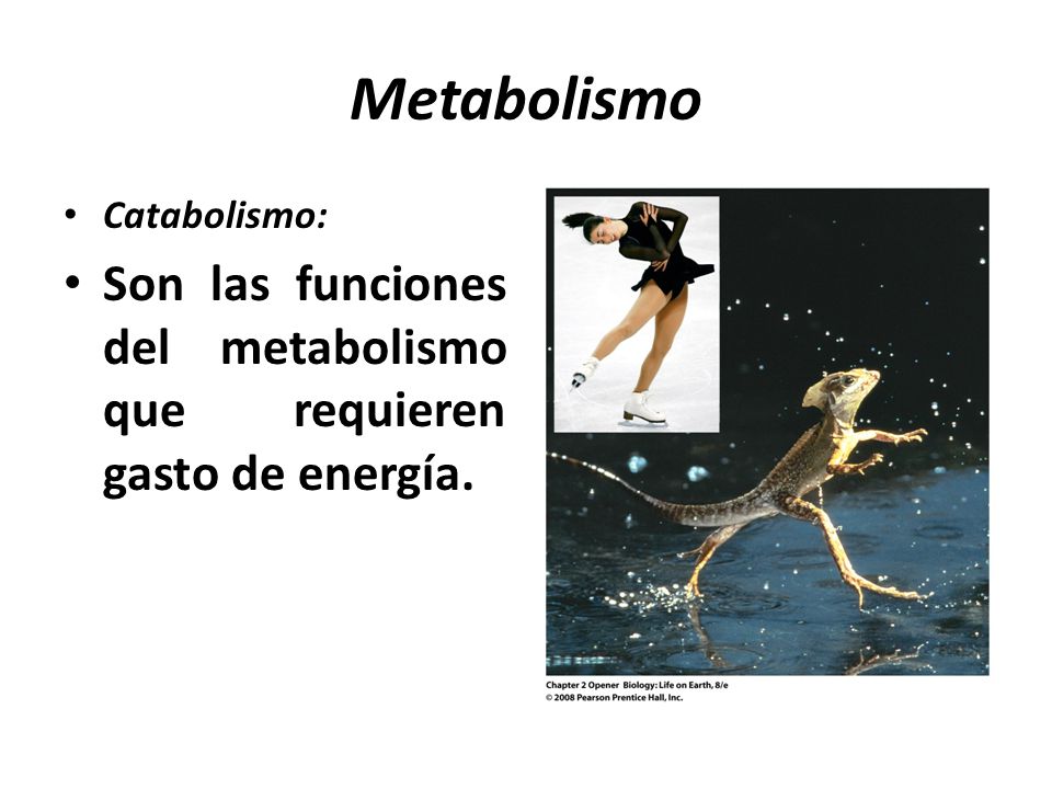 Metabolismo Catabolismo: Son las funciones del metabolismo que requieren gasto de energía.