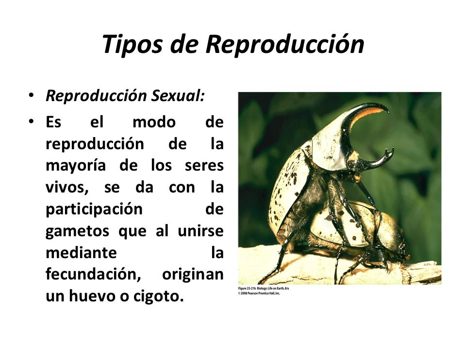 Tipos de Reproducción Reproducción Sexual: