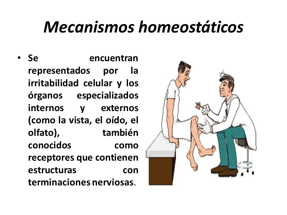 Mecanismos homeostáticos