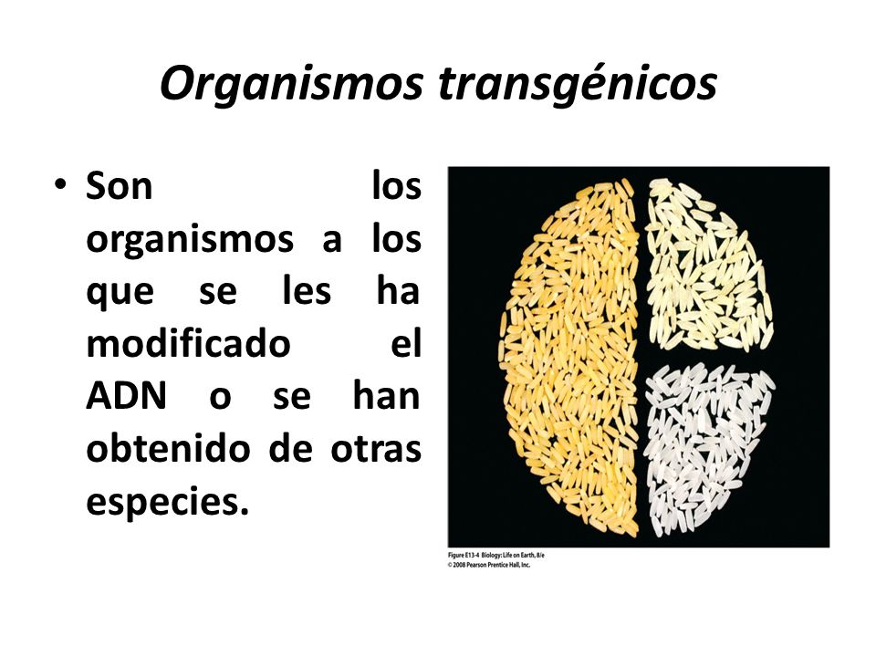 Organismos transgénicos