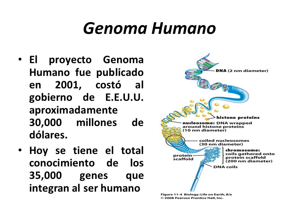 Genoma Humano El proyecto Genoma Humano fue publicado en 2001, costó al gobierno de E.E.U.U. aproximadamente 30,000 millones de dólares.