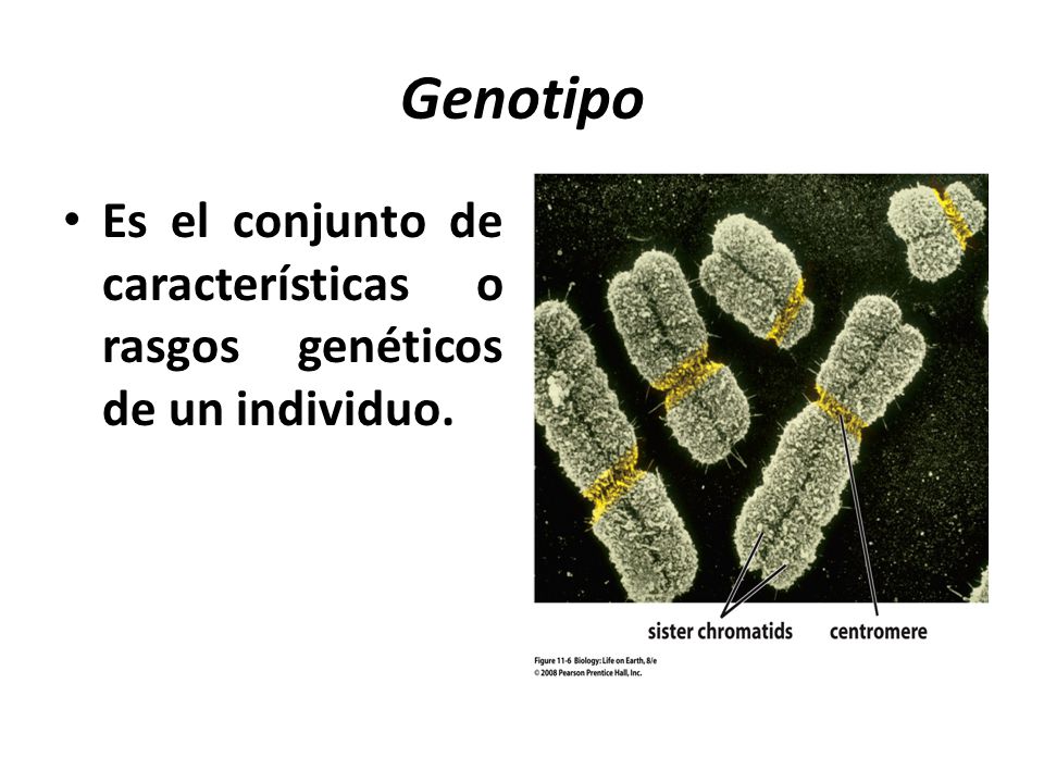 Genotipo Es el conjunto de características o rasgos genéticos de un individuo.