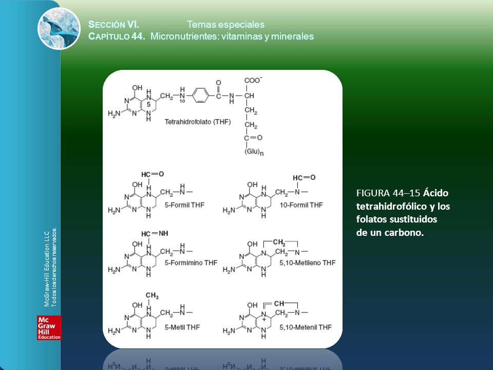FIGURA 44–15 Ácido tetrahidrofólico y los folatos sustituidos