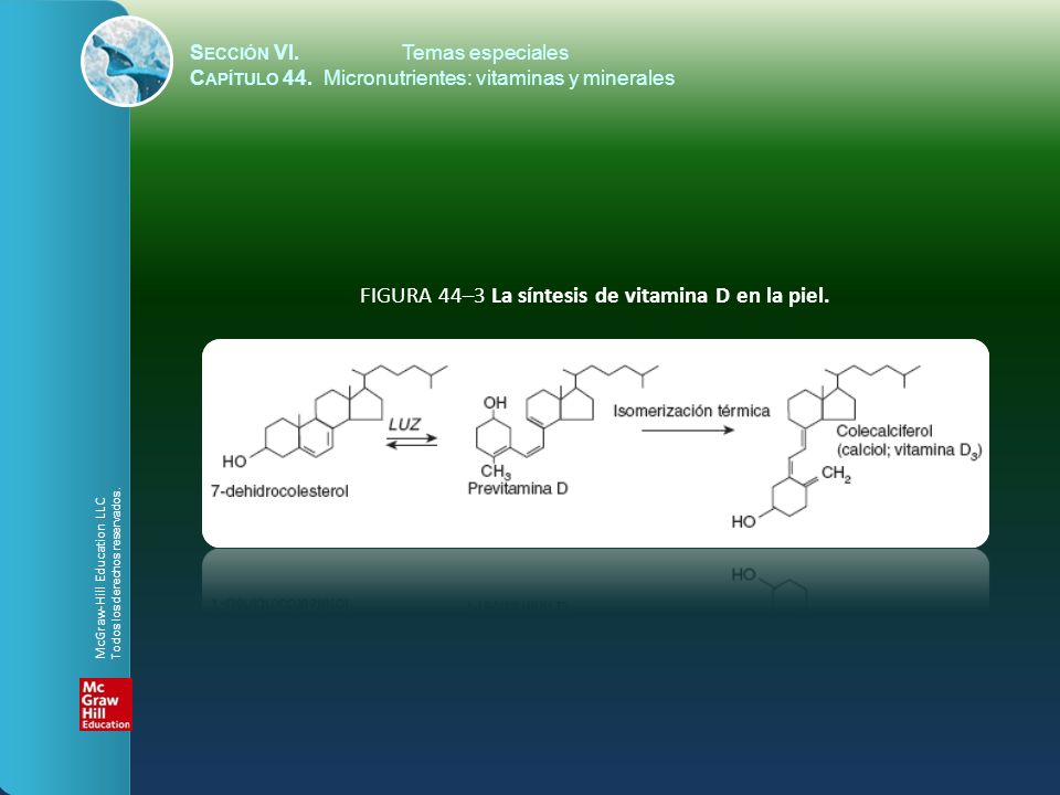 FIGURA 44–3 La síntesis de vitamina D en la piel.