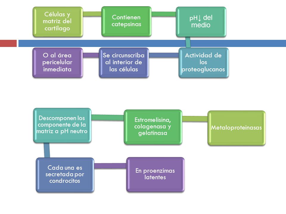 Células y matriz del cartílago Contienen catepsinas pH↓ del medio