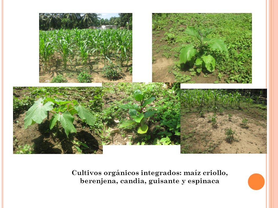 Cultivos orgánicos integrados: maíz criollo, berenjena, candia, guisante y espinaca