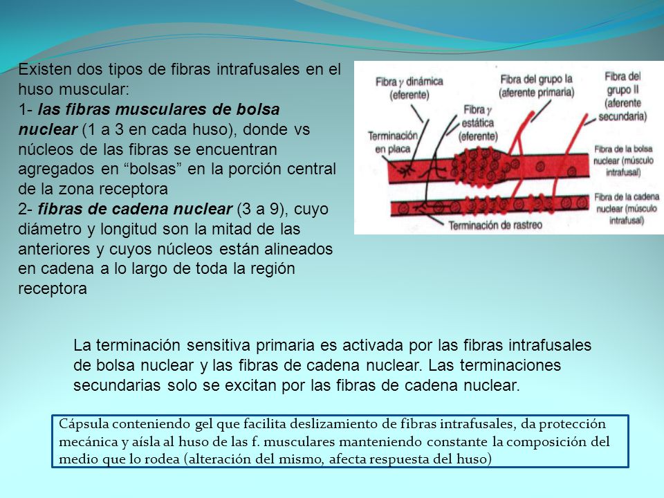 Existen dos tipos de fibras intrafusales en el huso muscular: