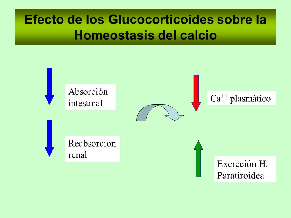 Efecto de los Glucocorticoides sobre la Homeostasis del calcio