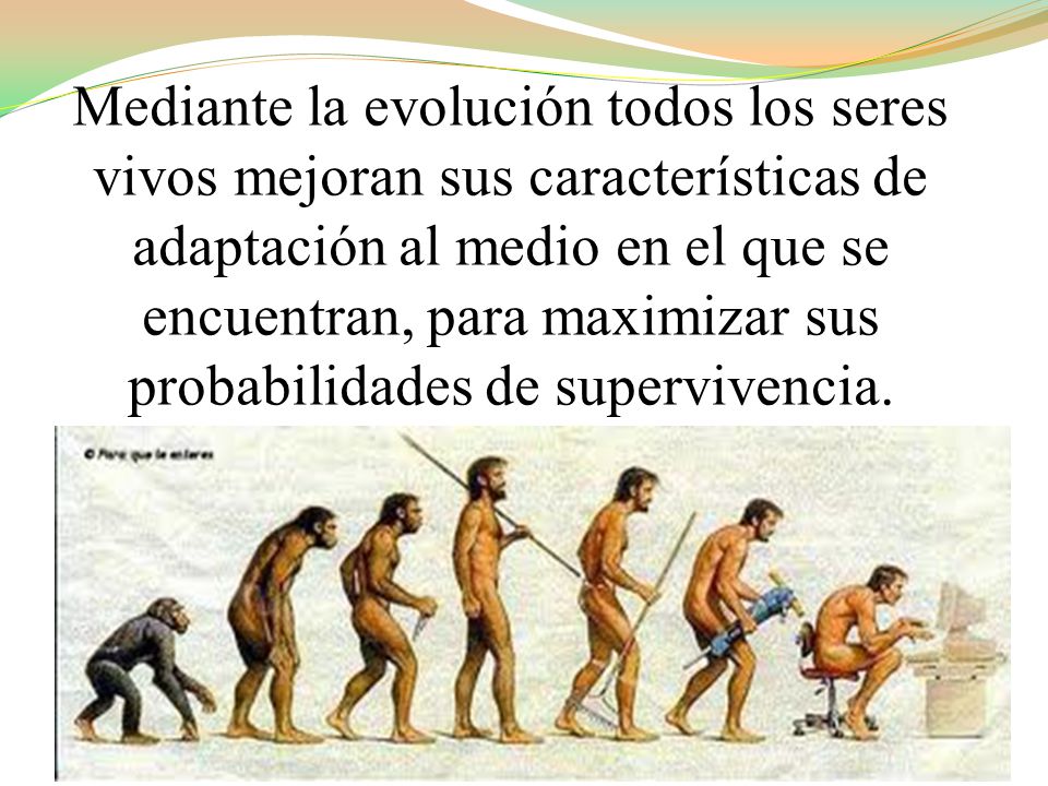Mediante la evolución todos los seres vivos mejoran sus características de adaptación al medio en el que se encuentran, para maximizar sus probabilidades de supervivencia.