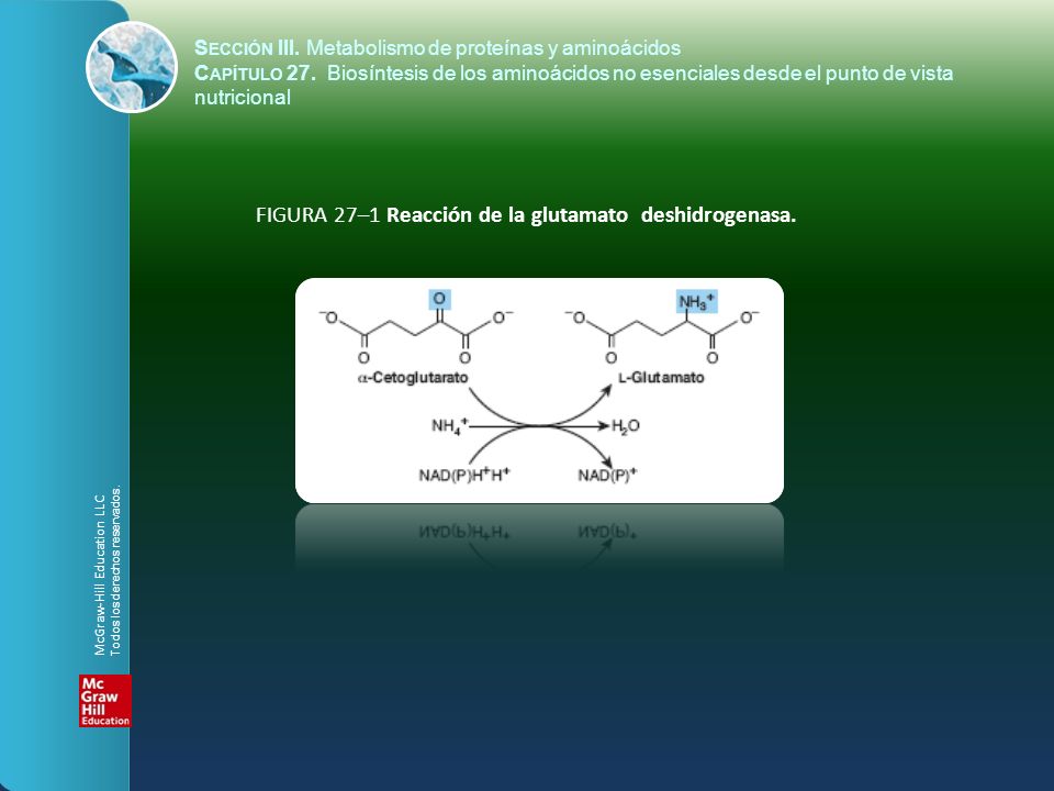 FIGURA 27–1 Reacción de la glutamato deshidrogenasa.