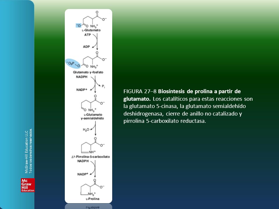 FIGURA 27–8 Biosíntesis de prolina a partir de glutamato