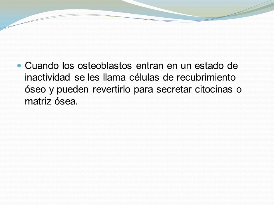 Cuando los osteoblastos entran en un estado de inactividad se les llama células de recubrimiento óseo y pueden revertirlo para secretar citocinas o matriz ósea.