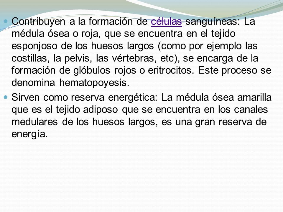 Contribuyen a la formación de células sanguíneas: La médula ósea o roja, que se encuentra en el tejido esponjoso de los huesos largos (como por ejemplo las costillas, la pelvis, las vértebras, etc), se encarga de la formación de glóbulos rojos o eritrocitos. Este proceso se denomina hematopoyesis.