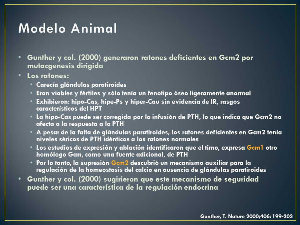 Modelo Animal Gunther y col. (2000) generaron ratones deficientes en Gcm2 por mutacgenesis dirigida.