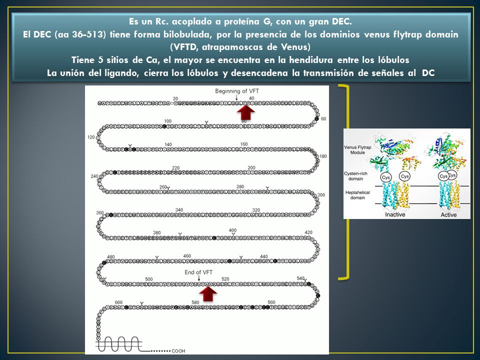 Es un Rc. acoplado a proteína G, con un gran DEC.