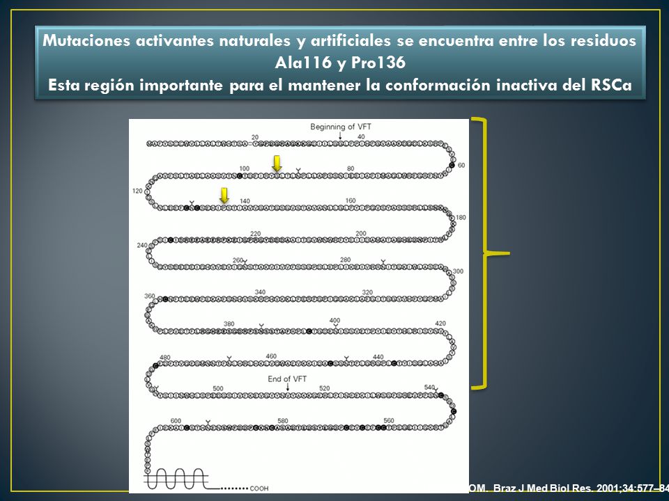 Mutaciones activantes naturales y artificiales se encuentra entre los residuos Ala116 y Pro136