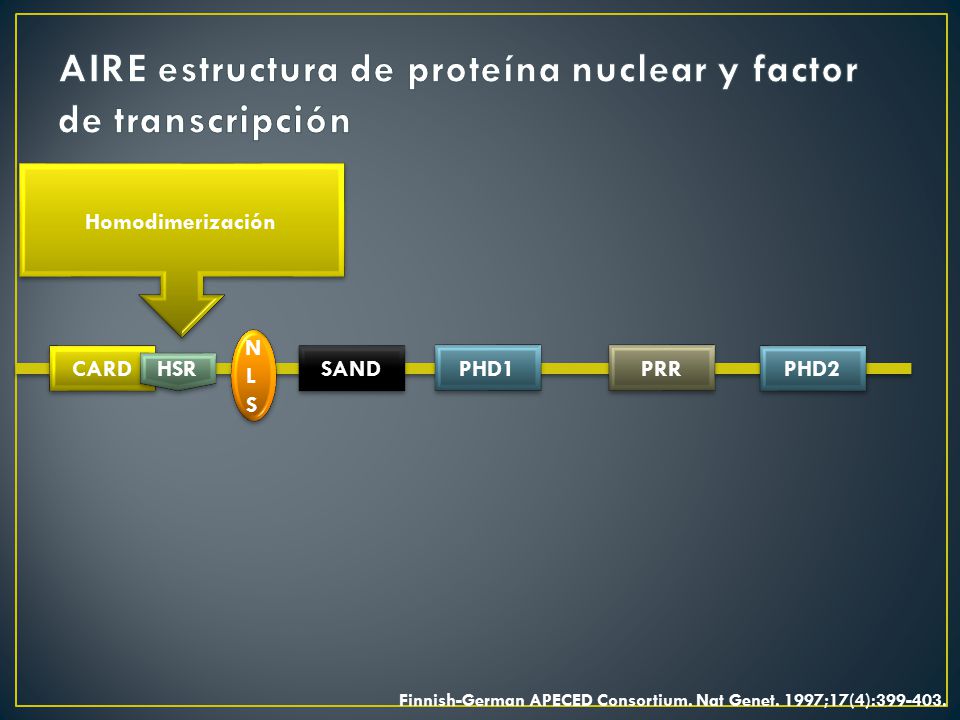 AIRE estructura de proteína nuclear y factor de transcripción