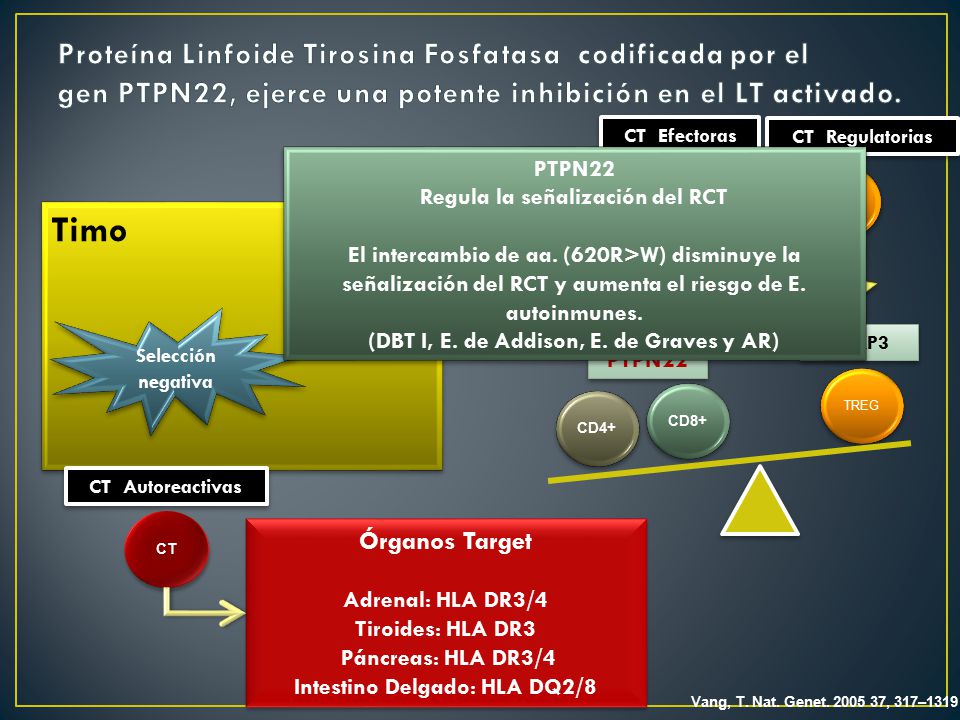Proteína Linfoide Tirosina Fosfatasa codificada por el gen PTPN22, ejerce una potente inhibición en el LT activado.