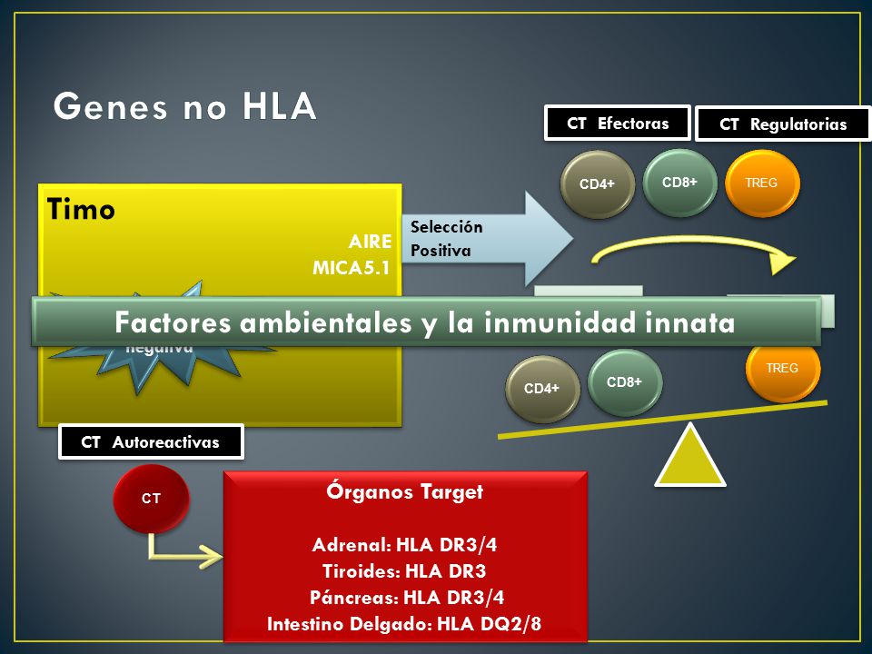 Genes no HLA Timo Factores ambientales y la inmunidad innata