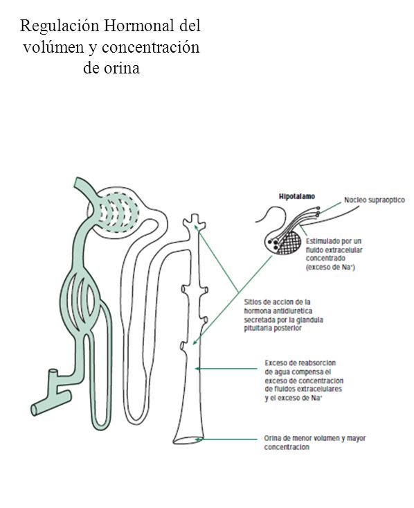 Regulación Hormonal del volúmen y concentración de orina