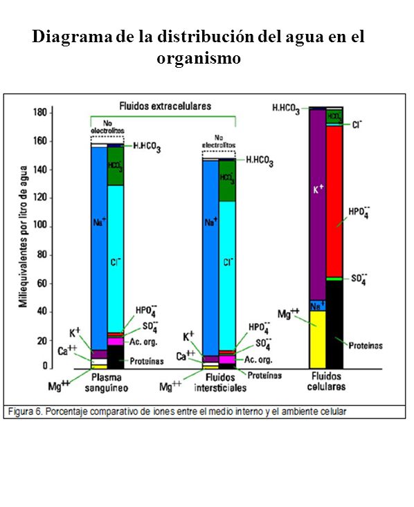 Diagrama de la distribución del agua en el organismo