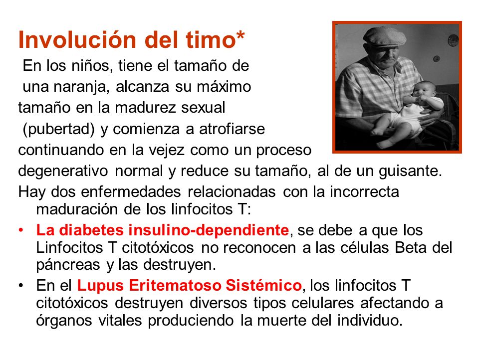 Involución del timo* En los niños, tiene el tamaño de
