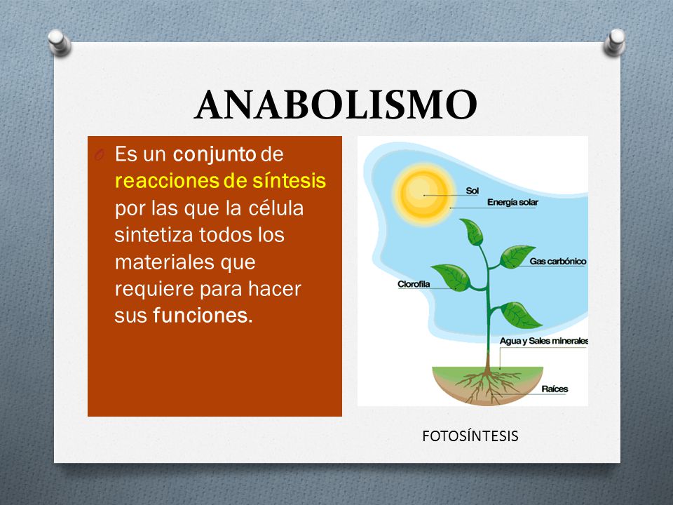ANABOLISMO Es un conjunto de reacciones de síntesis por las que la célula sintetiza todos los materiales que requiere para hacer sus funciones.